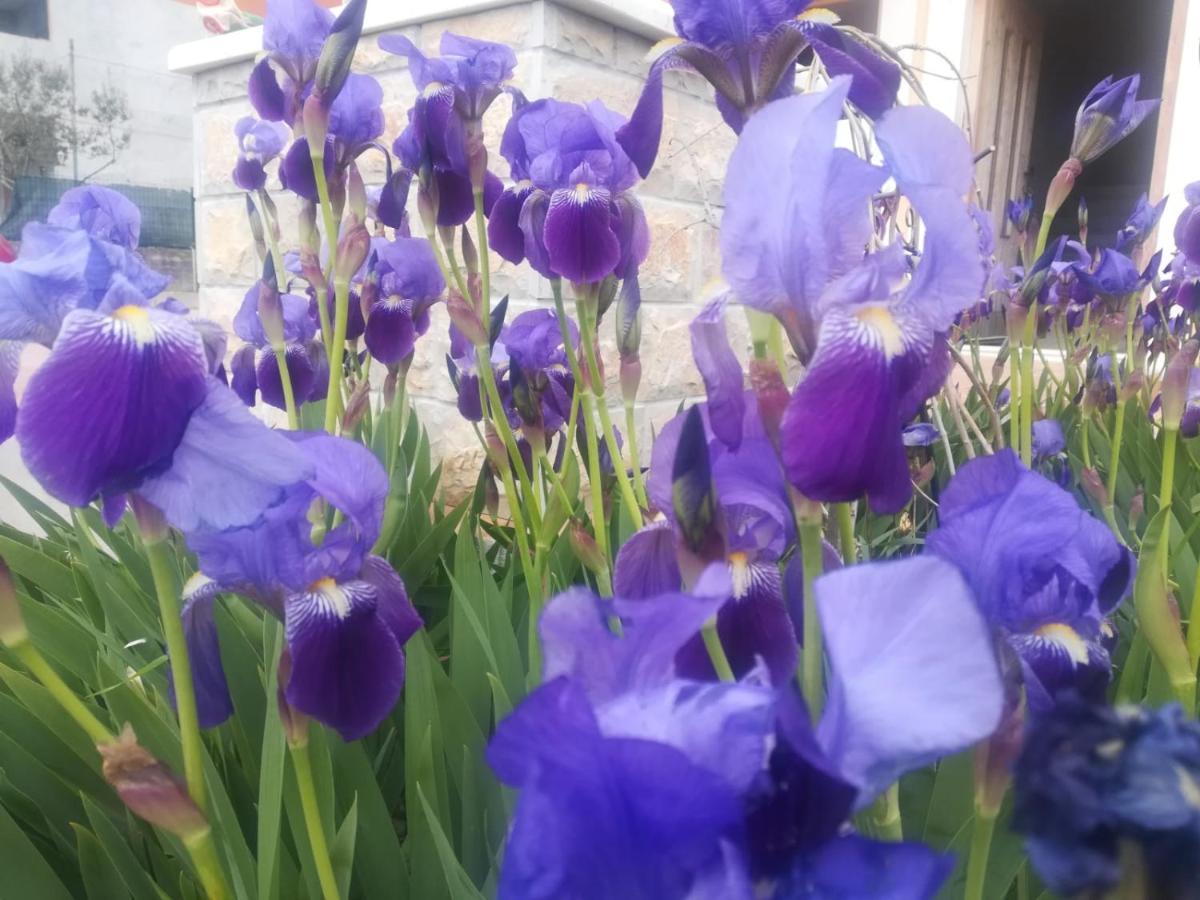 Castello Flower Apartment Kaštela 外观 照片